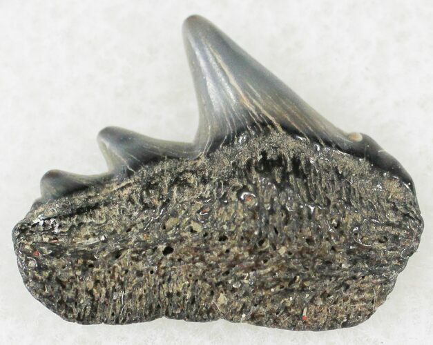 Fossil Cow Shark (Notorynchus) Tooth - Maryland #24272